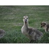 Goslings