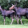 Moose and calf