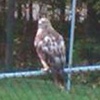 Unexpected guest for Friday 'Drinks on the Deck'