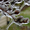 Buds and ice