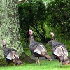 Thanksgiving turkeys