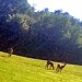 Dawn on the meadow