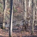 Beaver pond on the nature trail