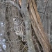 Barred Owl